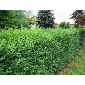 Vtáčí zob vajcolistý (Ligustrum ovalifolium) ´GREEN DIAMOND´® - výška 50-60 cm, kont. C2L 